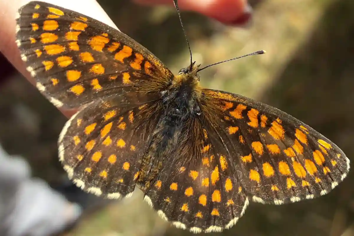 Natur erleben im Sommertagescamp von Wildnispfade