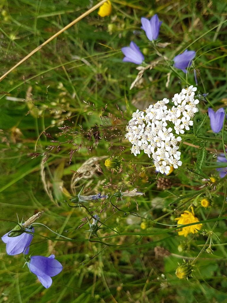Blumenwiese
