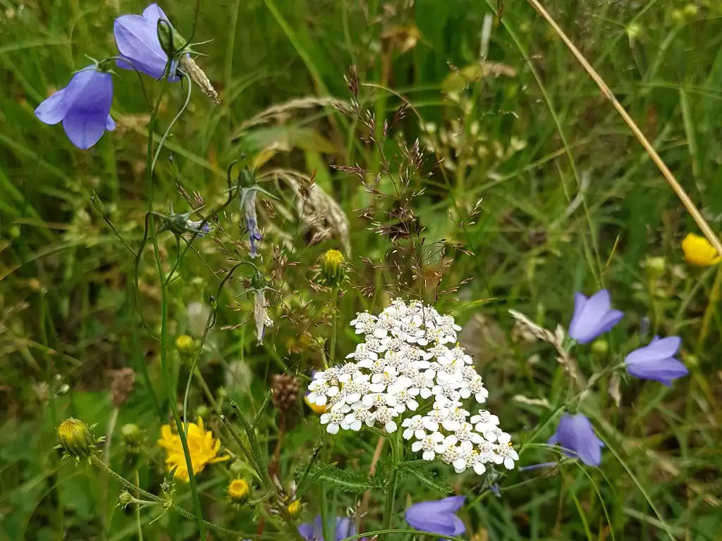 Blumenwiese