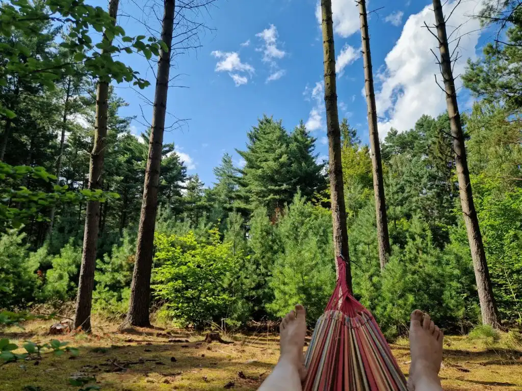 Eine Person entspannt in der Hängematte im Wald.