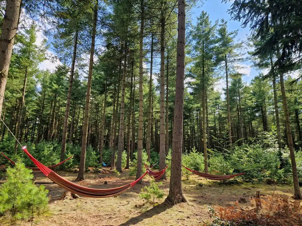 Hängematten hängen zwischen den Bäumen beim Familiencamp.