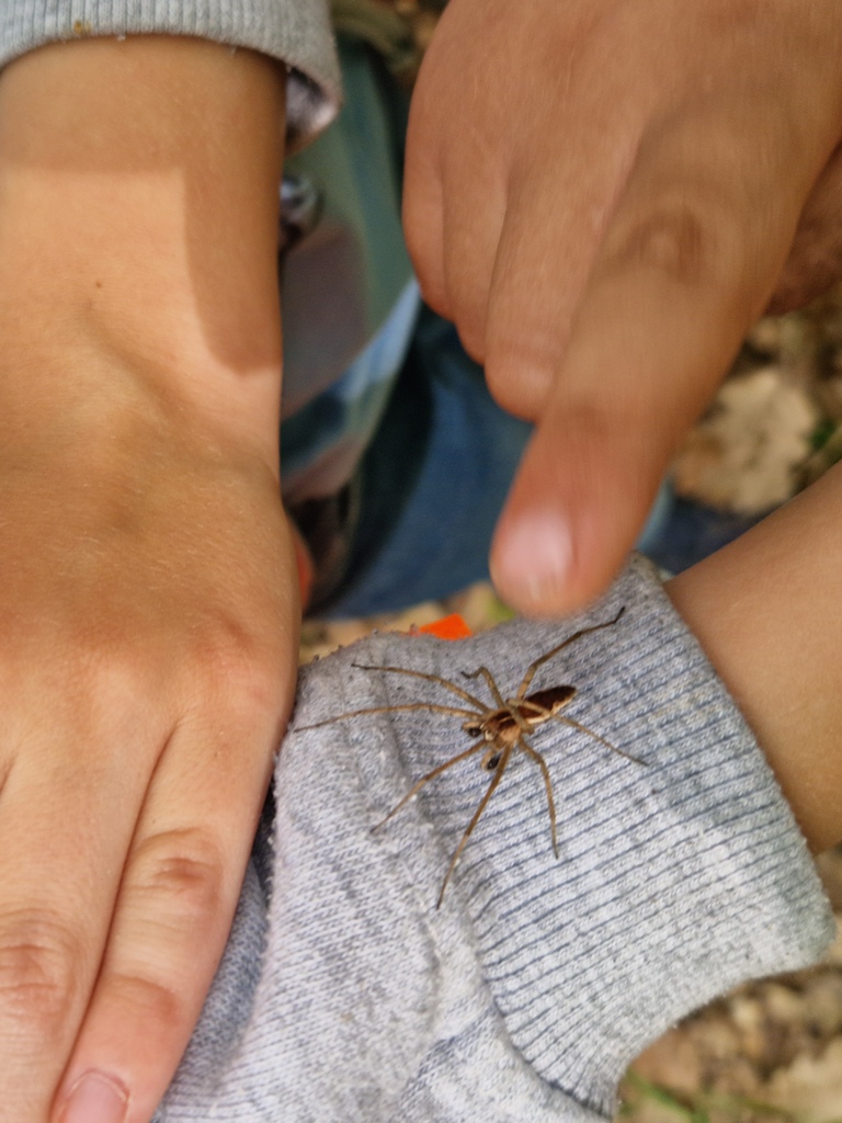 Eine Spinne krabbelt über den Arm eines Jungen.