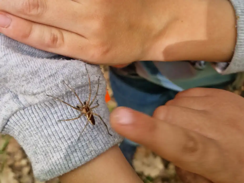 Eine Spinne krabbelt über den Arm eines Jungen.