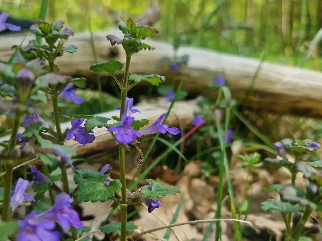 Ein Gundermann blüht im Wald.
