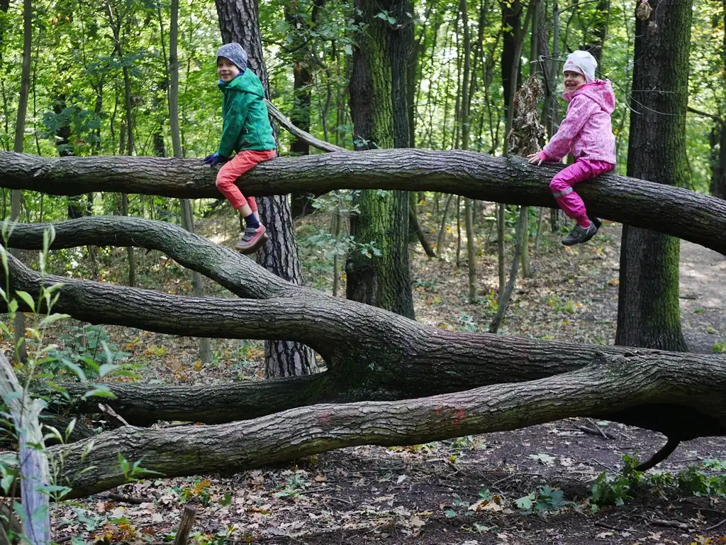 Kinder klettern beim Wildnisgeburtstag über einen umgestürzten Baum.