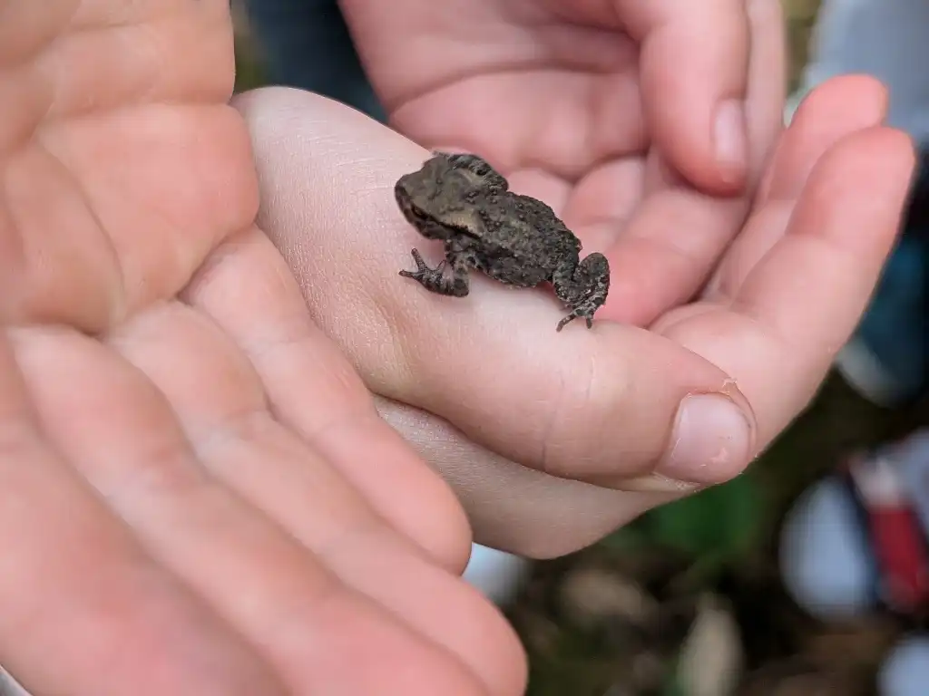 Eine kleine Kröte sitzt auf der Hand eines Kindes.