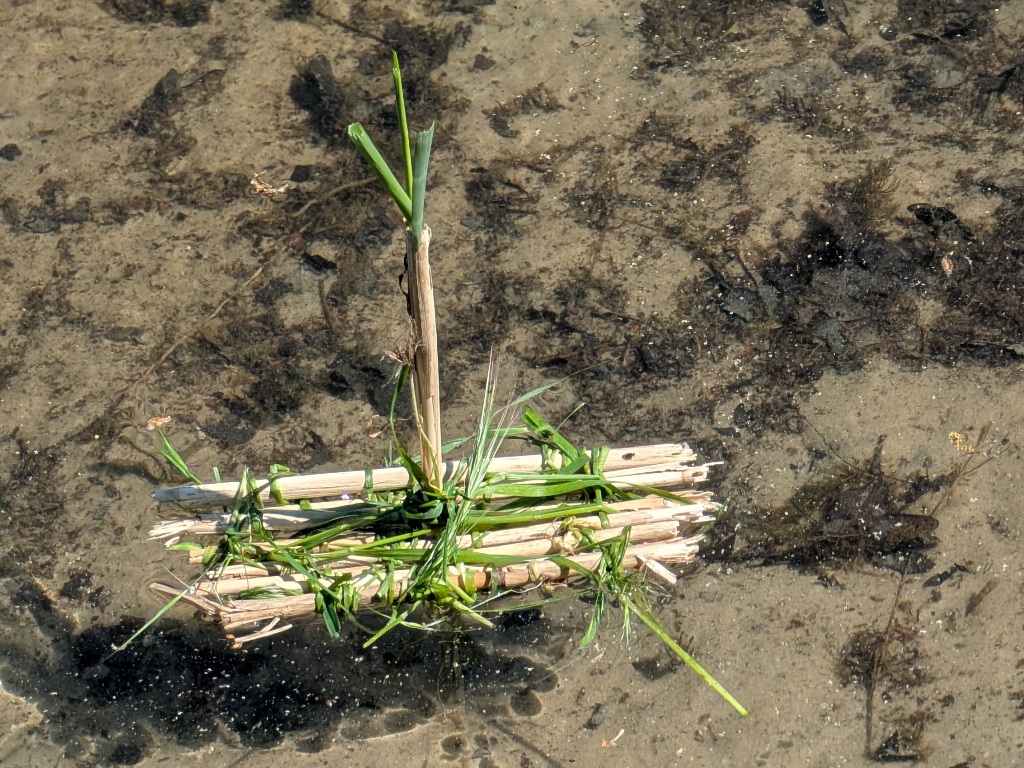 Ein von Kinder gebautes Floß aus Naturmaterialien treibt im Wasser.