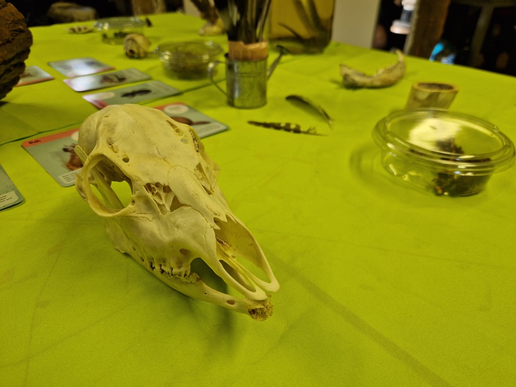 Ein Tierschädel kann beim Projekttag in der Schule von den Schülern genau angeschaut werden.