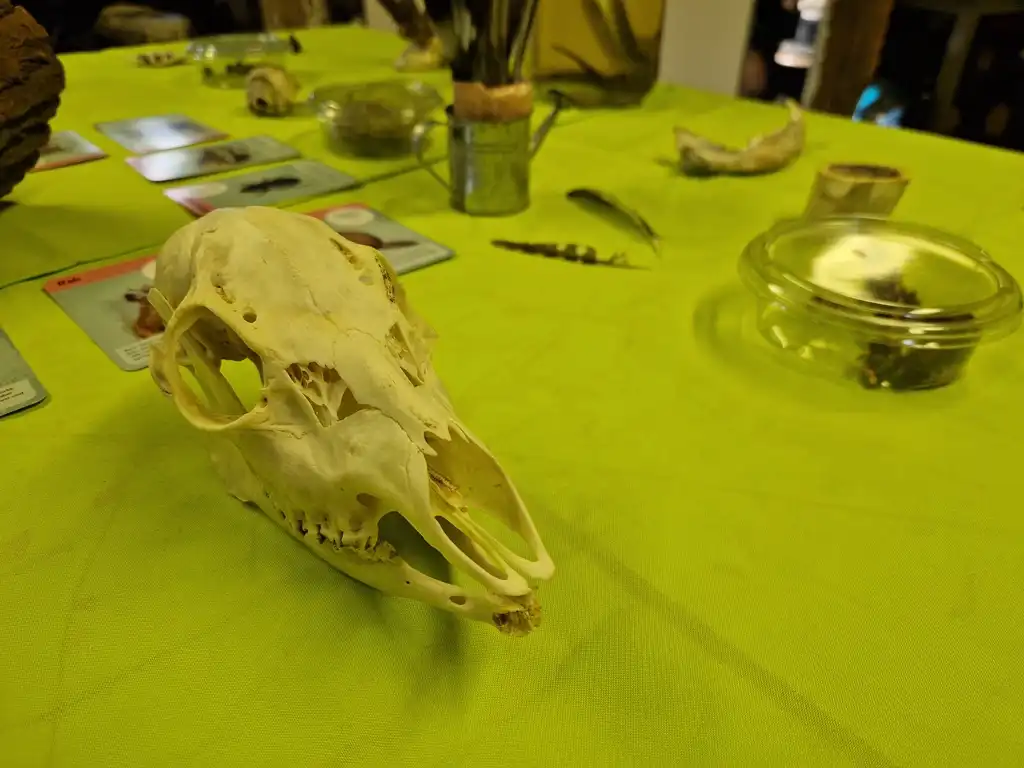 Ein Tierschädel kann beim Projekttag in der Schule von den Schülern genau angeschaut werden.