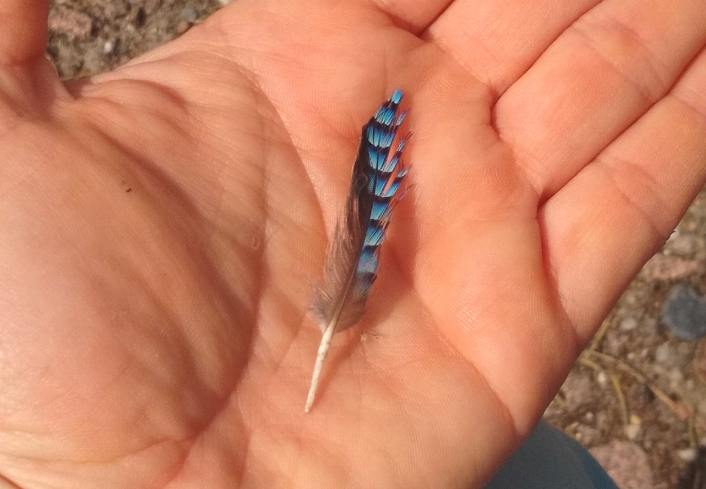Eine blaue Eichelhäherfeder liegt in einer Hand.