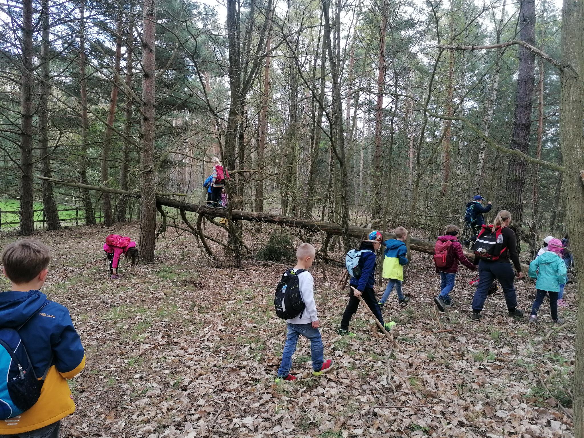 Eine Schulklasse läuft durch den Wald und erkundet ihn.