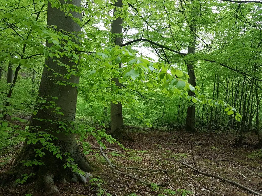 eine Buche im Frühlingswald