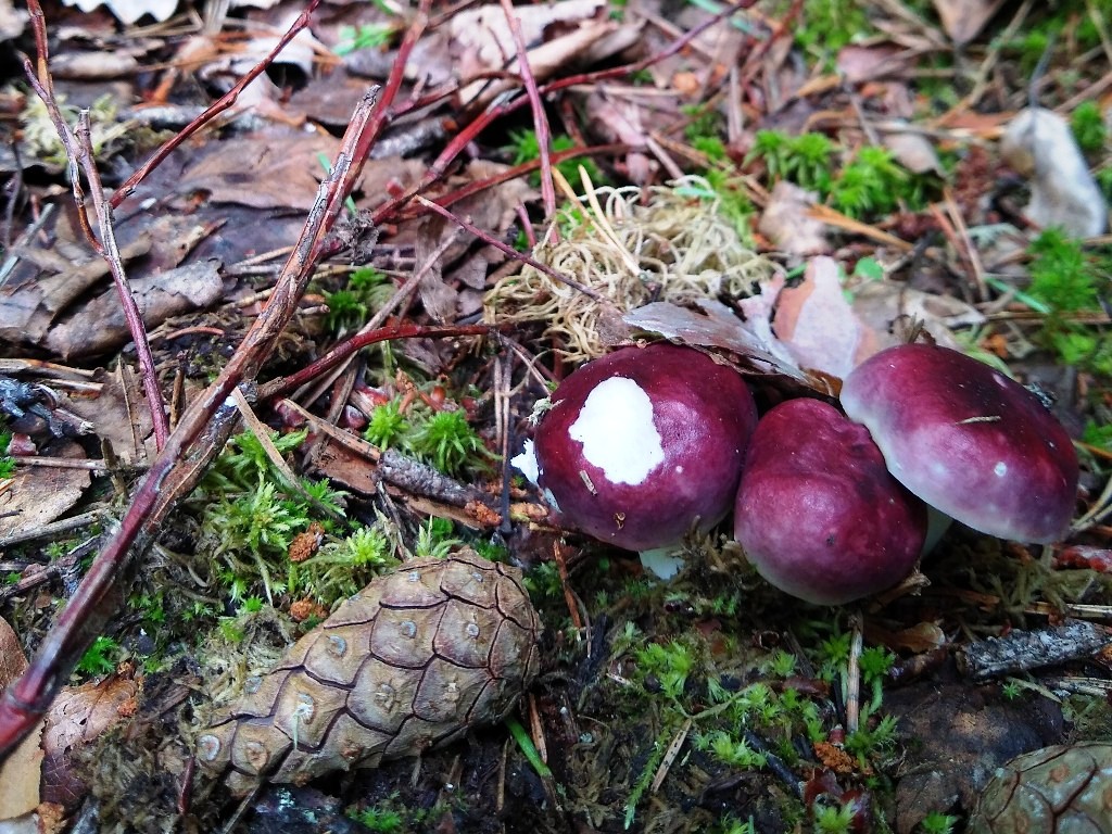 Zapfen und Pilze auf einem Waldboden