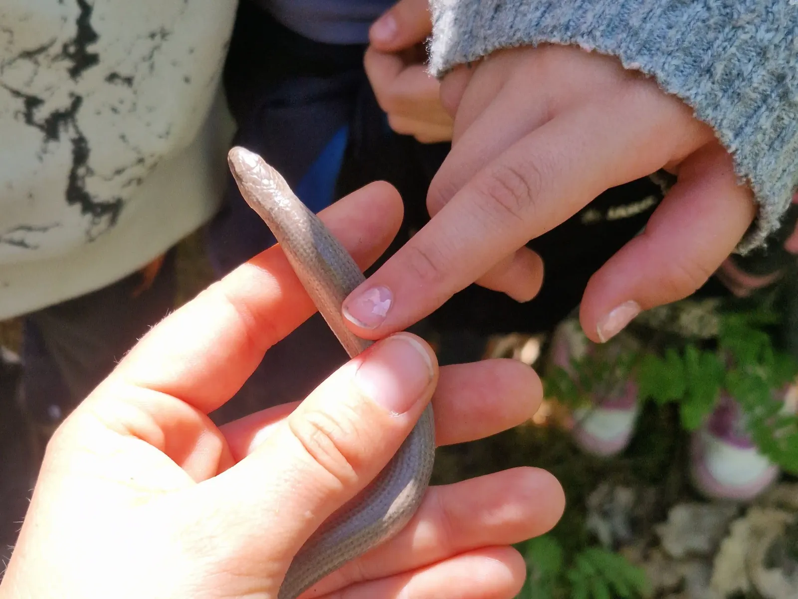 Schüler streicheln eine Blindschleiche beim Waldtag