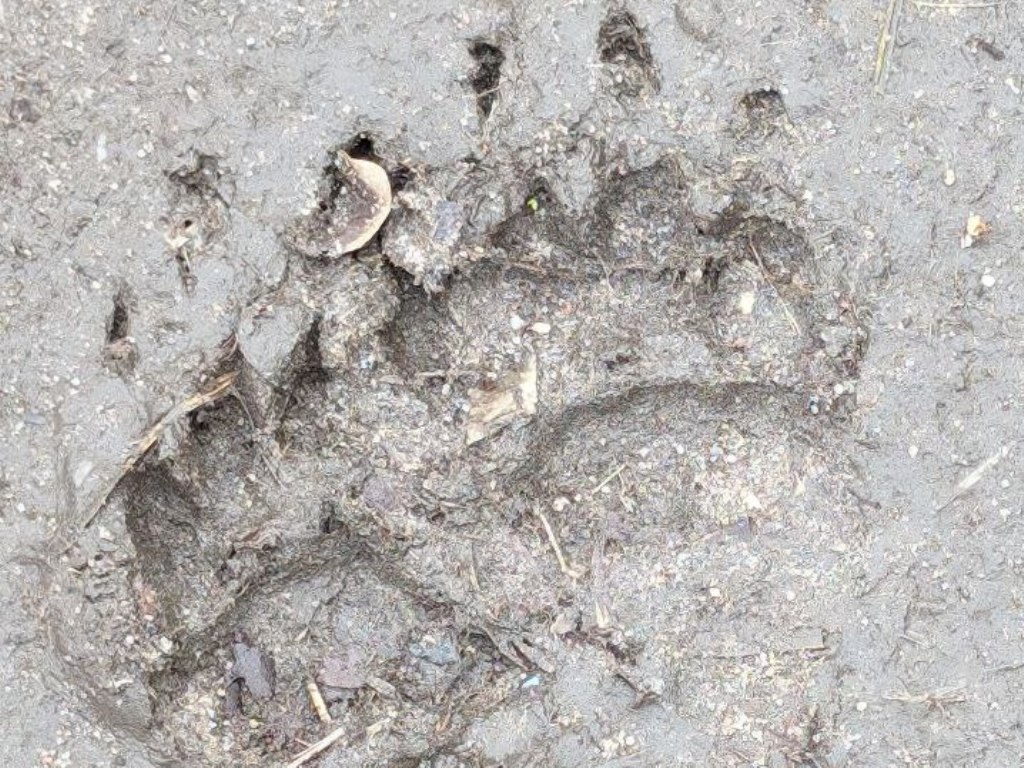 Ein Pfotenabdruck vom Dachs im Sandboden.