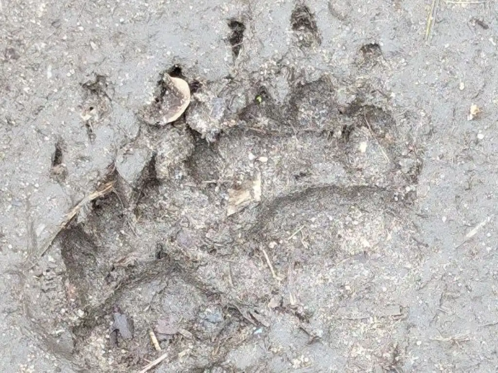 Ein Pfotenabdruck vom Dachs im Sandboden.